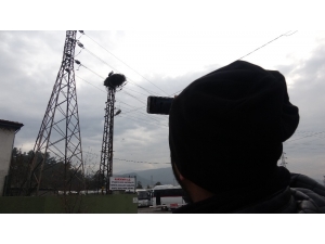 Şubat’ta Yuva Yapan Leylek Görenleri Şaşırttı