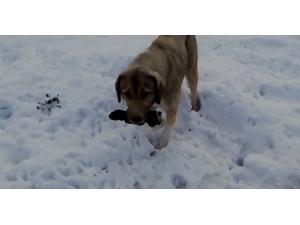 Anne Köpek Ölen Yavrusunu Kendi Gömdü