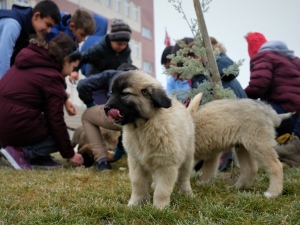 Sokakta Kalan 9 Yavru Köpek İçin Öğrenciler Ve Eğitimciler Seferber Oldu
