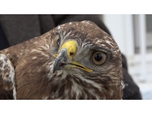 Yaralı Şahini Havlu İle Yakalayıp Koruma Altına Aldılar