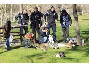 Manisa’da Beşiktaşlı Taraftalar Kedileri ‘Ev’lendirdi