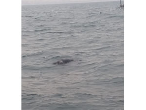 Mersin’de Denizde 2 Ceset Bulundu