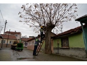 Tepebaşı’nda Ağaçlar Budanıyor