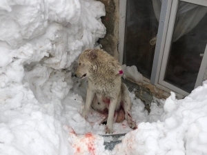 Hakkari’de Kurtlar Bir Köpeği Ağır Yaraladı