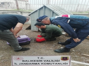 Yaralı Bulunan Kızıl Şahin Tedavi Edilerek Doğaya Salındı