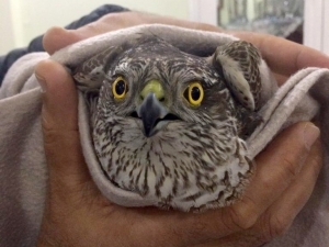 Cama Çarpan Yavru Atmaca Battaniyede Isıtıldı