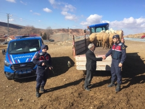 Haymana’da Çalınan 22 Küçükbaş Hayvandan 13’ü Bulundu Sahibine Teslim Edildi
