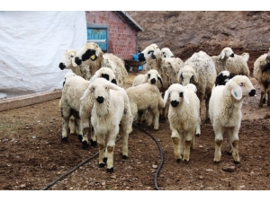 Baharı Müjdeleyen Kuzu Doğumları Başladı