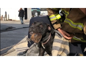 Konserve Kutusuna Dili Sıkışan Köpeği İtfaiye Kurtardı