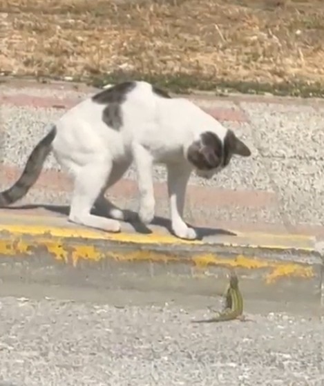silivri-de-kedi-ve-kertenkelenin-kavgasi-cep-telefonu-kamerasinda