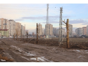 50 Yaşındaki Ağaç Yeniden Toprakla Buluştu