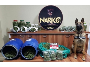 Tokat’ta Esrar Operasyonu, 1 Kişi Cezaevine Gönderildi