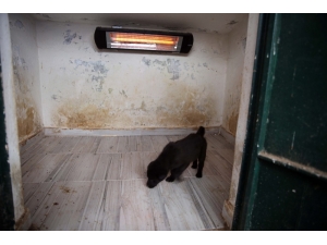 Hayvan Barınağı Sokak Hayvanlarına Yuva Oldu