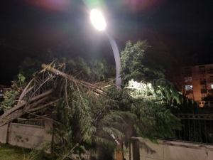 Ankara’da Fırtına Ağaçları Devirdi