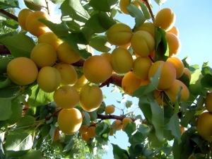 Kayısı İçin Sigorta Zamanı