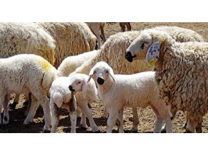 Ağız Sütünün Yeterli Verilmemesi Kuzuları Öldürüyor