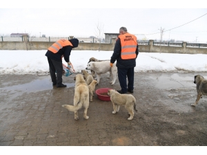 Muş Belediyesi Zorlu Kış Şartlarında Minik Canları Sahipsiz Bırakmıyor