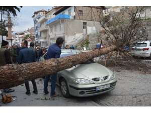 Şiddetli Rüzgar Ağacı Kökünden Söktü Araçların Üstüne Devrildi