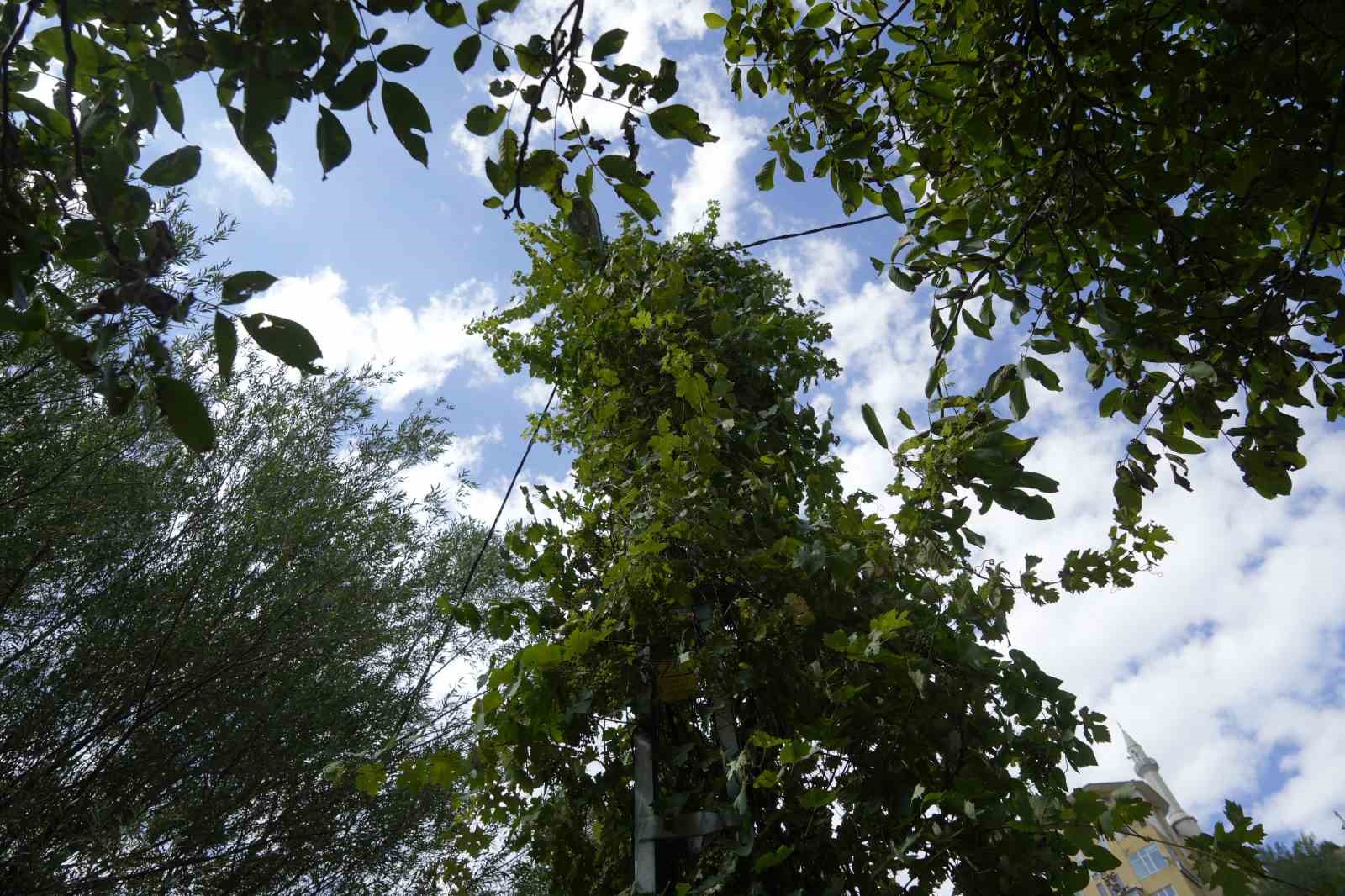 gumushane-de-uzum-sarmasiklari-elektrik-diregini-agaca-cevirdi