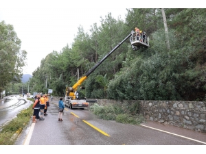 Ağaçlara Güvenlik Budaması