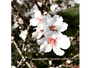 Datça Badem Çiçeği Festivali Başlıyor