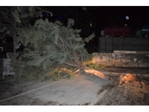 Malatya’da Şiddetli Fırtına Ağacı Kökünden Söktü