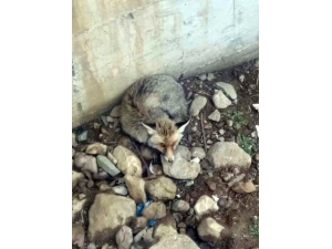 Ava Giden Tilki Avlandı