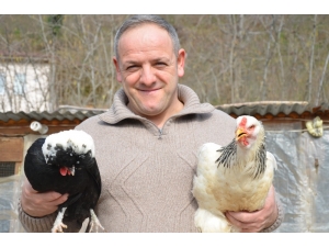 Dünyadaki 17 Irka Sahip Kümes Hayvanlarını Evinin Bahçesinde Yetiştiriyor