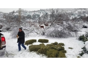 Yaban Hayvanları İçin Doğaya Yem Bırakıldı