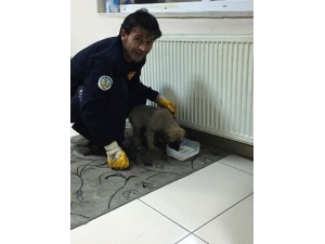 Yağmurda Islanan Köpeğe İtfaiye Ekipleri Sahip Çıktı