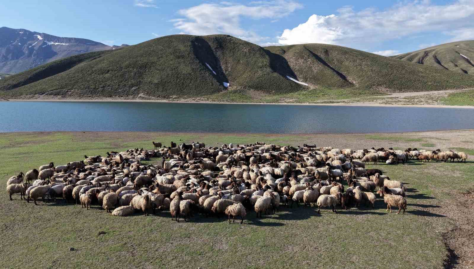 gocerler-5-aylik-yayla-sezonunu-bitlis-te-acti
