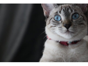 Evcil Hayvan İle Yaşayan Çocukların Sorumluluk Bilinci Daha Yüksek