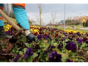 Bahçelerde Kış Bakımı Önerisi