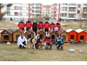 Sokak Hayvanları İçin Özel Kulübeler