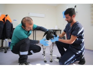 Korkunç Görüntüler Sivas’ta Çekilmemiş