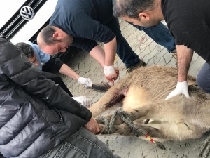 Kurtların Saldırısına Uğrayan Katır Tedavi Edildi