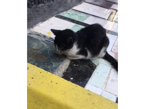 Ağzı Ve Gözüne Yapıştırıcı Sürülen Kedi, Kaldırıma Yapıştırılmış Halde Bulundu