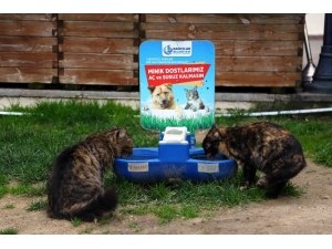 Bağcılar Belediyesi, Sokak Hayvanlarını Unutmadı