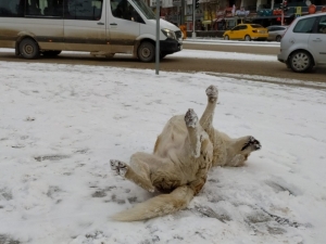Eskişehir Beyaz Gelinliği Giydi
