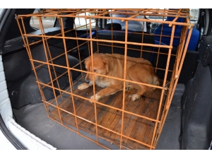 Büyük Bir Operasyon Geçiren Köpeğin Tedavisi Tamamlandı