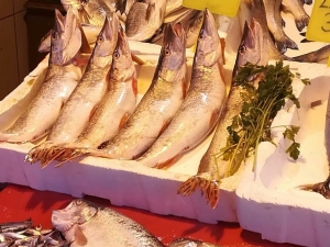 Üreme Dönemindeki Balıkların Satışına 30 Bin Lira Ceza