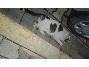 Beli Kırılan Kediyi Belediye Ekipleri Tedaviye Aldı