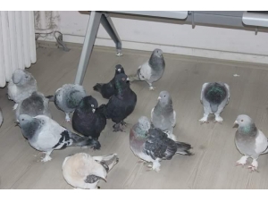 Güvercin Hırsızları Kıskıvrak Yakalandı