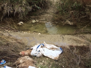 Selden Telef Olmuş Boş Koyun Dere Kenarına Atıldı