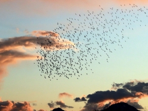 Antalya Semalarında Sığırcıkların Dansı