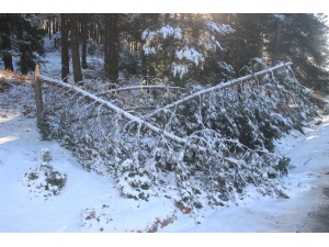 Kar Ve Fırtına Ağaçları Kırdı