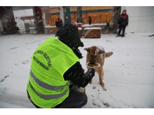 Altınordu Belediyesi Sokak Hayvanlarını Unutmadı