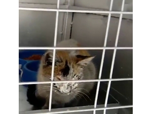 12 Gün Sonra Enkazdan Kurtarılan Kedi İçin Duygusal Paylaşım