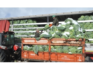 Kışlık Sebze Fiyatları Üreticinin Yüzünü Güldürmedi