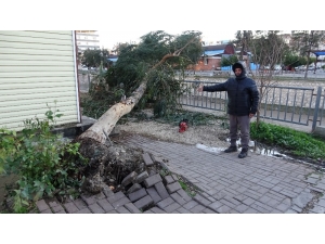 Rüzgarda Ağaçlar Yıkıldı, Yıkılma Riski Olanlar Budandı
